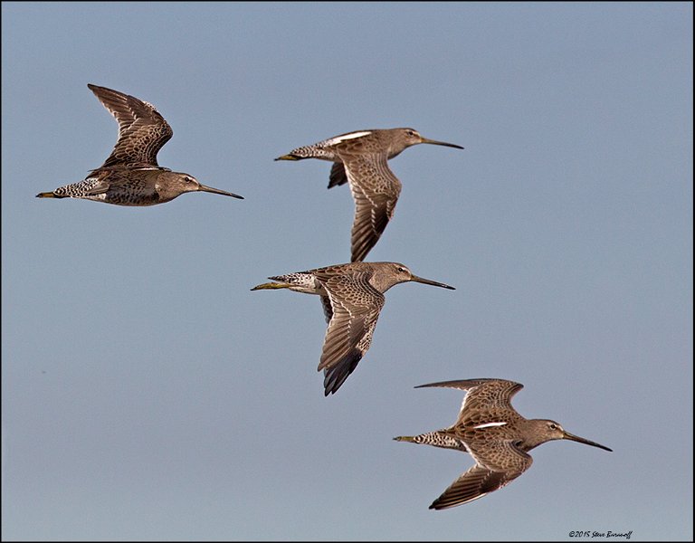 _5SB5032 short-billed dowitcher.jpg